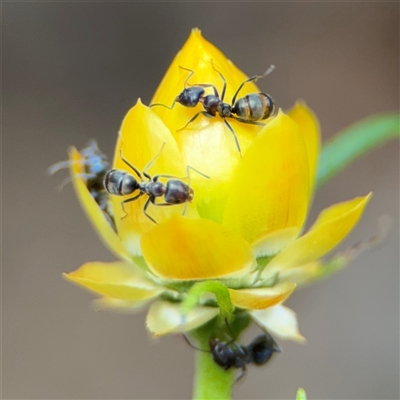 Iridomyrmex rufoniger (Tufted Tyrant Ant) at Greenleigh, NSW - 16 Nov 2024 by Hejor1