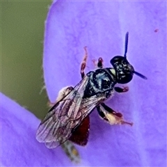 Exoneura sp. (genus) (A reed bee) at Greenleigh, NSW - 16 Nov 2024 by Hejor1