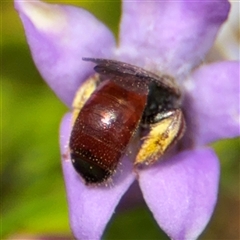 Exoneura sp. (genus) at Greenleigh, NSW - 16 Nov 2024