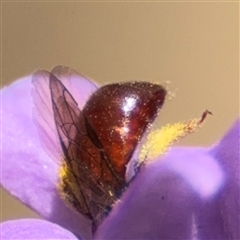 Exoneura sp. (genus) at Greenleigh, NSW - 16 Nov 2024