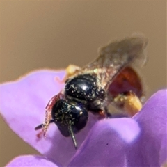 Exoneura sp. (genus) at Greenleigh, NSW - 16 Nov 2024