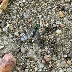 Dolichopodidae (family) (Unidentified Long-legged fly) at Russell, ACT - 15 Nov 2024 by Hejor1