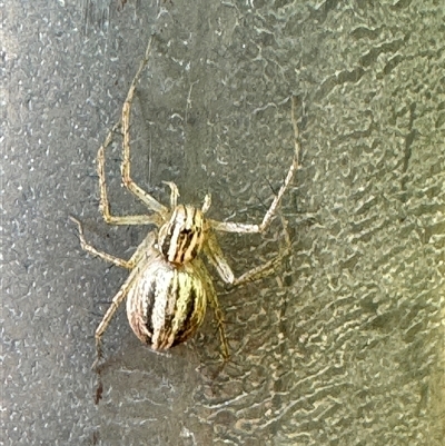 Oxyopes sp. (genus) (Lynx spider) at Russell, ACT - 15 Nov 2024 by Hejor1