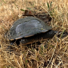 Chelodina longicollis (Eastern Long-necked Turtle) at Lyneham, ACT - 17 Nov 2024 by Hejor1