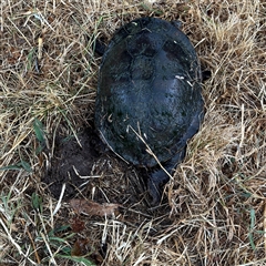 Chelodina longicollis at Lyneham, ACT - 17 Nov 2024 02:10 PM