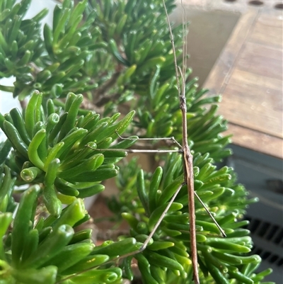 Unidentified Stick insect (Phasmatodea) at Gilmore, ACT - 17 Nov 2024 by Melmo