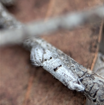 Gelechioidea (superfamily) (Unidentified Gelechioid moth) at Gundary, NSW - 17 Nov 2024 by Miranda