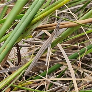 Acrida conica at Gundary, NSW - 17 Nov 2024