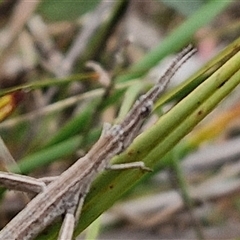 Acrida conica at Gundary, NSW - 17 Nov 2024