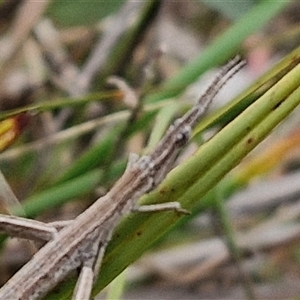 Acrida conica at Gundary, NSW - 17 Nov 2024