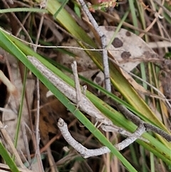 Acrida conica at Gundary, NSW - 17 Nov 2024