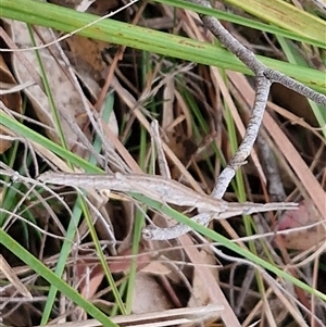 Acrida conica at Gundary, NSW - 17 Nov 2024