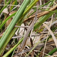 Acrida conica at Gundary, NSW - 17 Nov 2024