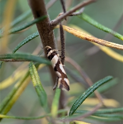 Macrobathra desmotoma ( A Cosmet moth) at Gundary, NSW - 17 Nov 2024 by Miranda