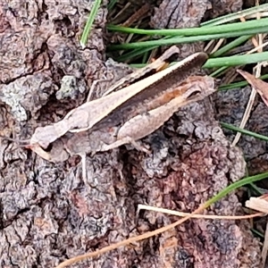 Cryptobothrus chrysophorus at Gundary, NSW - 17 Nov 2024