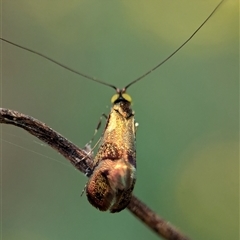 Nemophora (genus) (A Fairy Moth) at Bungonia, NSW - 17 Nov 2024 by Miranda