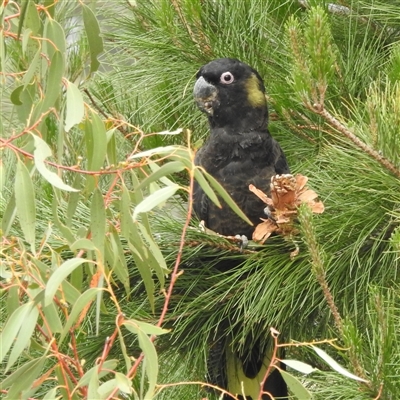 Zanda funerea (Yellow-tailed Black-Cockatoo) at Kambah, ACT - 17 Nov 2024 by HelenCross