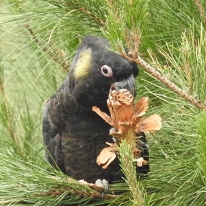 Zanda funerea at Kambah, ACT - 17 Nov 2024