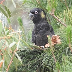 Zanda funerea at Kambah, ACT - 17 Nov 2024