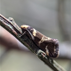 Isomoralla eriscota (A concealer moth) at Bungonia, NSW - 17 Nov 2024 by Miranda