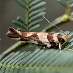 Macrobathra desmotoma ( A Cosmet moth) at Bungonia, NSW - 16 Nov 2024 by Miranda