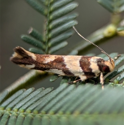 Macrobathra desmotoma ( A Cosmet moth) at Bungonia, NSW - 17 Nov 2024 by Miranda