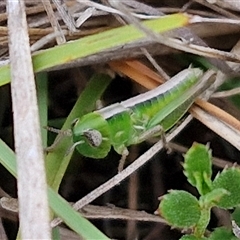 Praxibulus sp. (genus) (A grasshopper) at Gundary, NSW - 17 Nov 2024 by trevorpreston