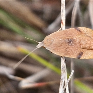 Tortricopsis uncinella at Gundary, NSW - 17 Nov 2024