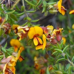 Pultenaea procumbens (Bush Pea) at Dalton, NSW - 23 Oct 2024 by RobG1