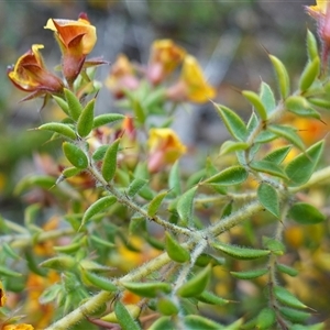 Pultenaea procumbens at Dalton, NSW - 23 Oct 2024 11:33 AM