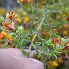 Pultenaea procumbens at Dalton, NSW - 23 Oct 2024 11:33 AM