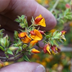 Pultenaea procumbens at Dalton, NSW - 23 Oct 2024 11:33 AM