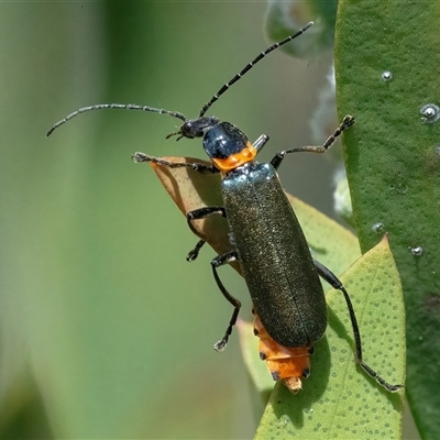 Chauliognathus lugubris (Plague Soldier Beetle) at Googong, NSW - 9 Nov 2024 by WHall