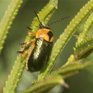 Aporocera (Aporocera) consors at Bungonia, NSW - 17 Nov 2024