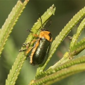 Aporocera (Aporocera) consors at Bungonia, NSW - 17 Nov 2024