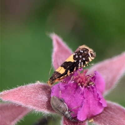 Glyphipterix chrysoplanetis (A Sedge Moth) at Bungonia, NSW - 17 Nov 2024 by Miranda