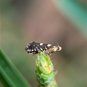 Glyphipterix chrysoplanetis at Bungonia, NSW - 17 Nov 2024