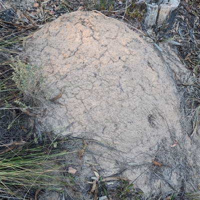 Nasutitermes exitiosus (Snouted termite, Gluegun termite) at Acton, ACT - 27 May 2024 by DonFletcher