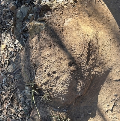 Nasutitermes exitiosus (Snouted termite, Gluegun termite) at Acton, ACT - 28 May 2024 by DonFletcher