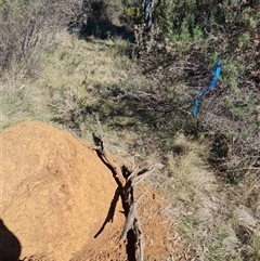 Nasutitermes exitiosus at Ainslie, ACT - suppressed