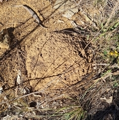 Nasutitermes exitiosus (Snouted termite, Gluegun termite) at Hackett, ACT - 28 May 2024 by DonFletcher