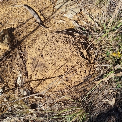 Nasutitermes exitiosus (Snouted termite, Gluegun termite) at Hackett, ACT - 28 May 2024 by DonFletcher