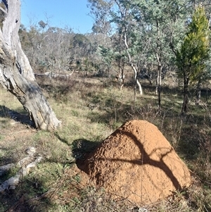 Nasutitermes exitiosus at Majura, ACT - 28 May 2024