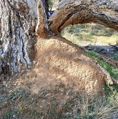 Nasutitermes exitiosus (Snouted termite, Gluegun termite) at Watson, ACT - 28 May 2024 by DonFletcher