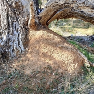 Nasutitermes exitiosus at Watson, ACT - suppressed