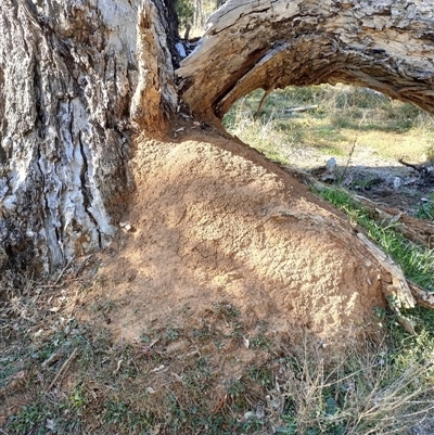 Nasutitermes exitiosus (Snouted termite, Gluegun termite) at Watson, ACT - 28 May 2024 by DonFletcher