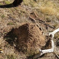 Nasutitermes exitiosus (Snouted termite, Gluegun termite) at Watson, ACT - 28 May 2024 by DonFletcher