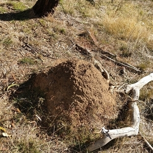 Nasutitermes exitiosus at Watson, ACT - 28 May 2024