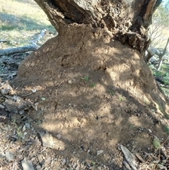 Nasutitermes exitiosus (Snouted termite, Gluegun termite) at Watson, ACT - 28 May 2024 by DonFletcher