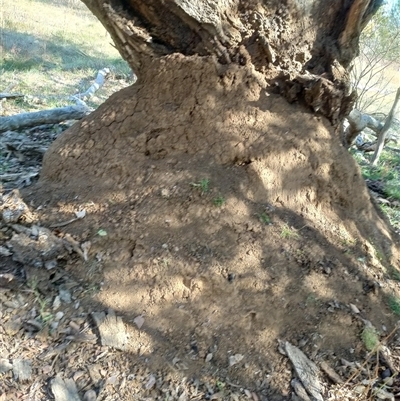 Nasutitermes exitiosus (Snouted termite, Gluegun termite) at Watson, ACT - 28 May 2024 by DonFletcher